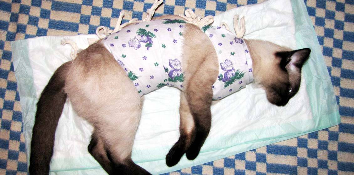 Когда стерилизовать кошку: оптимальный возраст, показания и противопоказания
