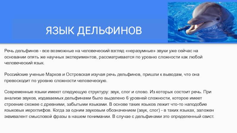 Действительно ли дельфины так умны, как о них говорят? - hi-news.ru
