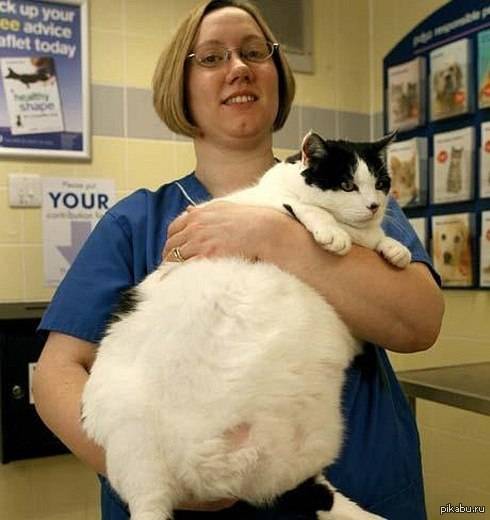 Сколько должна весить кошка и кот в зависимости от возраста и породы