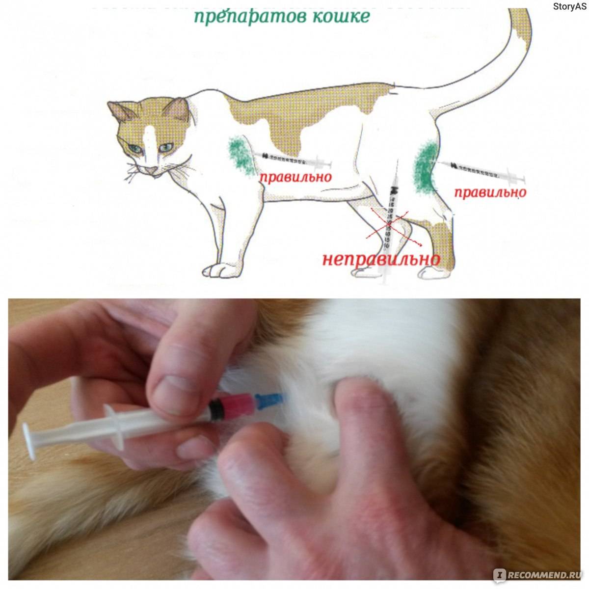 Как сделать укол кошке в холку и внутримышечно в домашних условиях – техника процедуры