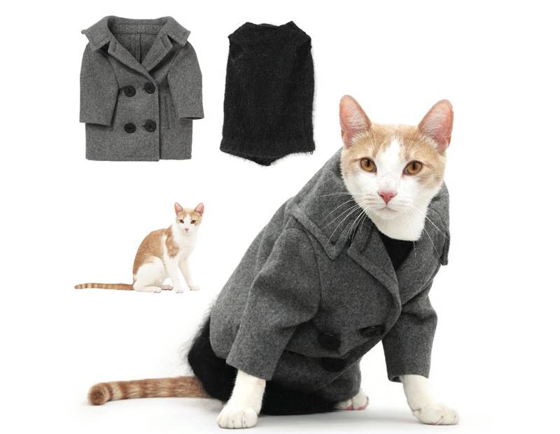 100 самых забавных одежек для котов: красивые костюмы у животных