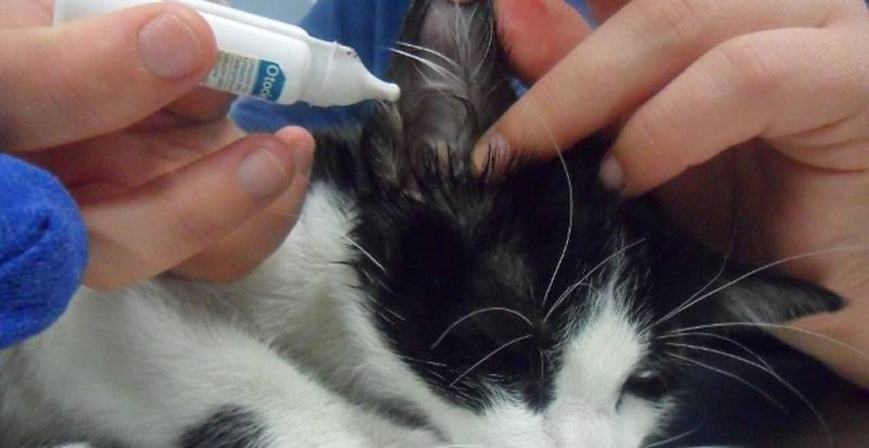 Паразитарные заболевания животных (кошек, собак) и их профилактика. лечение кошек и собак от паразитов