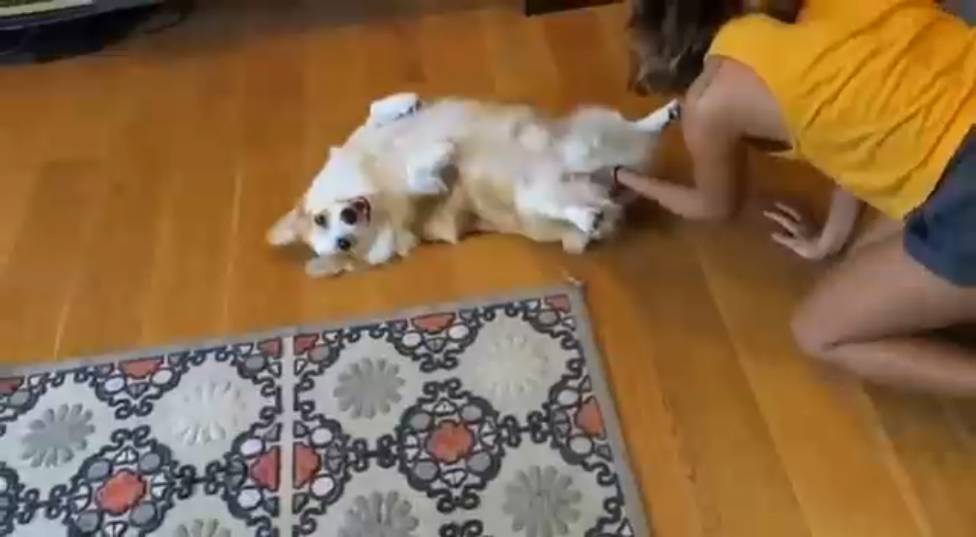 Собака ездит на попе по полу: причины и лечение