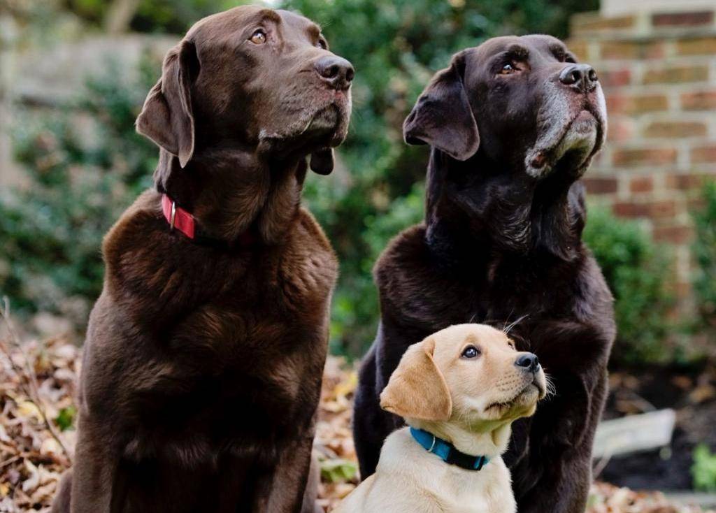 13 самых добрых и ласковых пород собак в мире