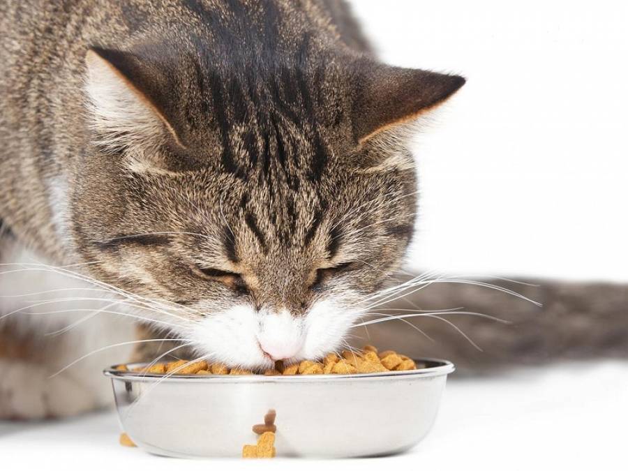 Кастрированный кот много ест, как правильно кормить кота