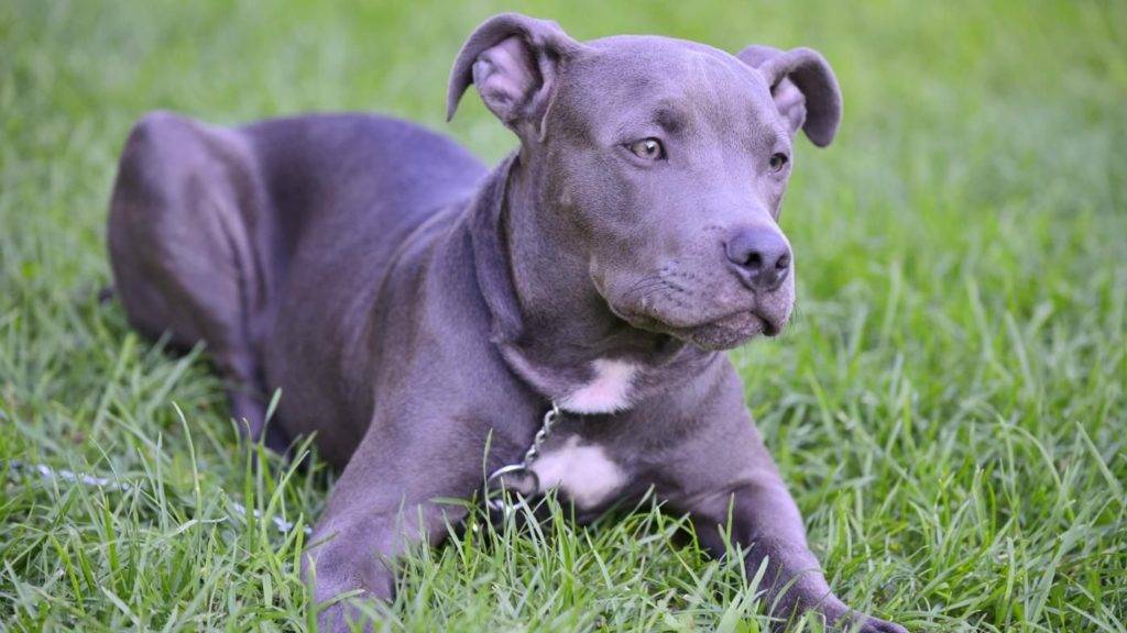 Черный питбуль: как выглядит собака и щенок на фото и бывает ли американский питбультерьер с голубыми глазами