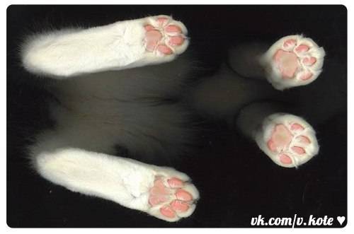 Пальцы у кошек: сколько когтей у котов на задних и передних лапах? какие функции они выполняют?