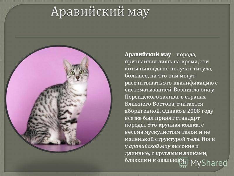 Курильский бобтейл (kurilian bobtail) кошка: подробное описание, фото, купить, видео, цена, содержание дома