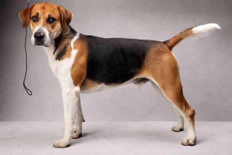 Описание породы собак американский фоксхаунд с отзывами и фото