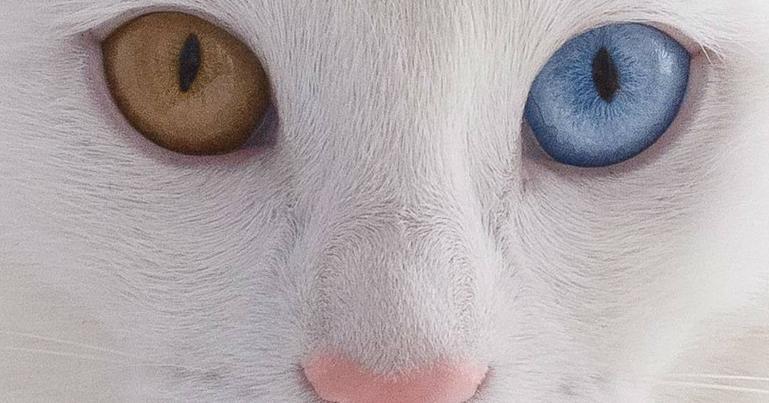 Кошки с разными и большими глазами: лучшие породы