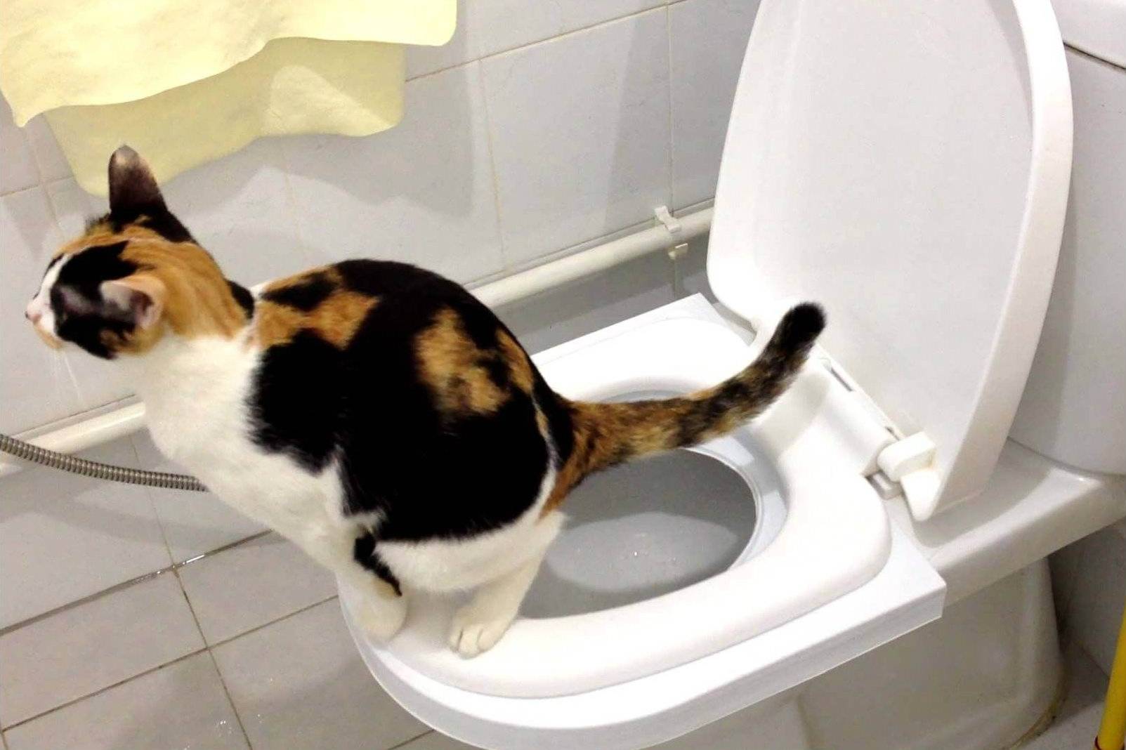 Кошка какает с кровью, когда ходит в туалет по большому