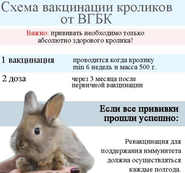 Вакцинация кроликов. нужны ли кроликам прививки | ветеринарная клиника