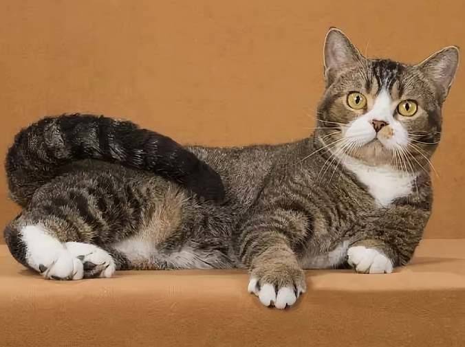 Американская короткошёрстная кошка: подробное описание, фото, купить, видео, цена, содержание дома