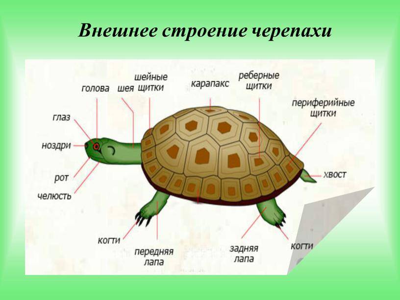 ᐉ рот и зубы черепах, сколько зубов в пасти у черепах - zoopalitra-spb.ru