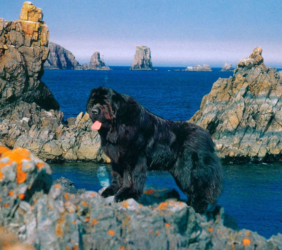 Ньюфаундленд и московский водолаз: характеристика собак.