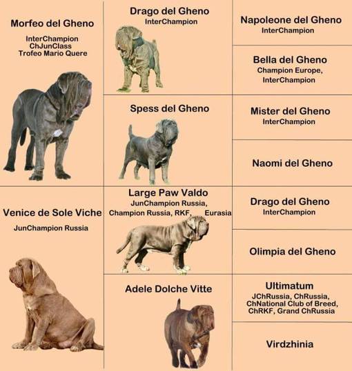 Испанский мастиф — описание породы и характер собаки