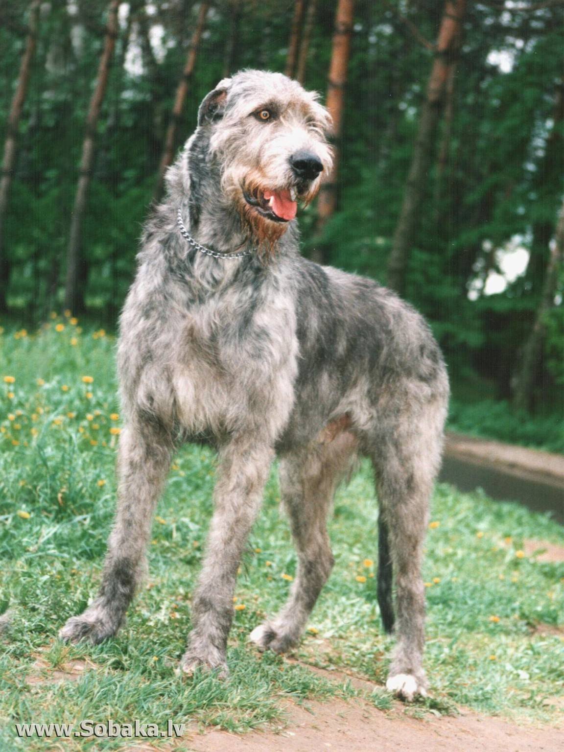Ирландский волкодав: описание породы собак