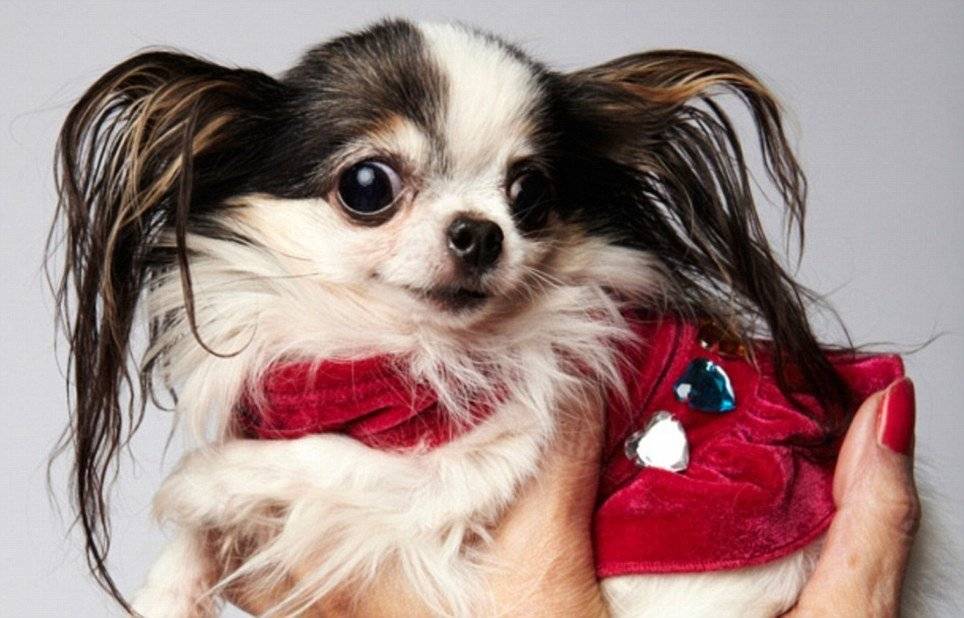 Милые собачки (40 фото): породы самых маленьких собак в мире с названиями. как выбрать пушистых щенков и красивых больших животных?