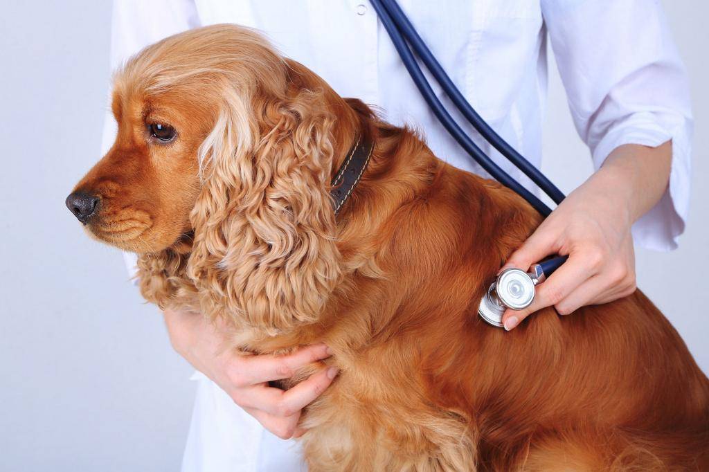 Гастроэнтерит у собак: симптомы и как лечить