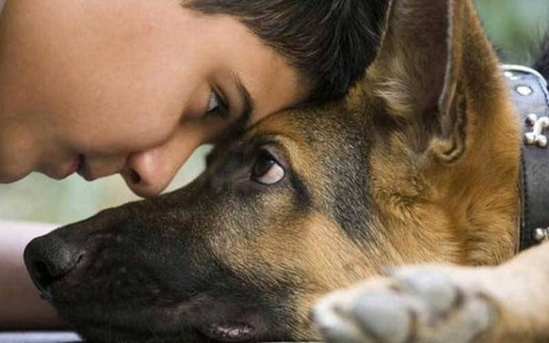 Собака не любит хозяина: ветеринар рассказал, как он это сразу видит на приеме