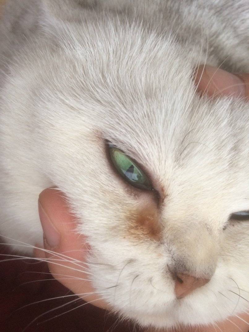У котенка гноятся глаза: почему, причины, что делать, лечение