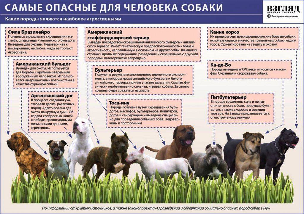 Особенности содержания золотого ретривера: описание породы и правила ухода за собаками | собаки мира