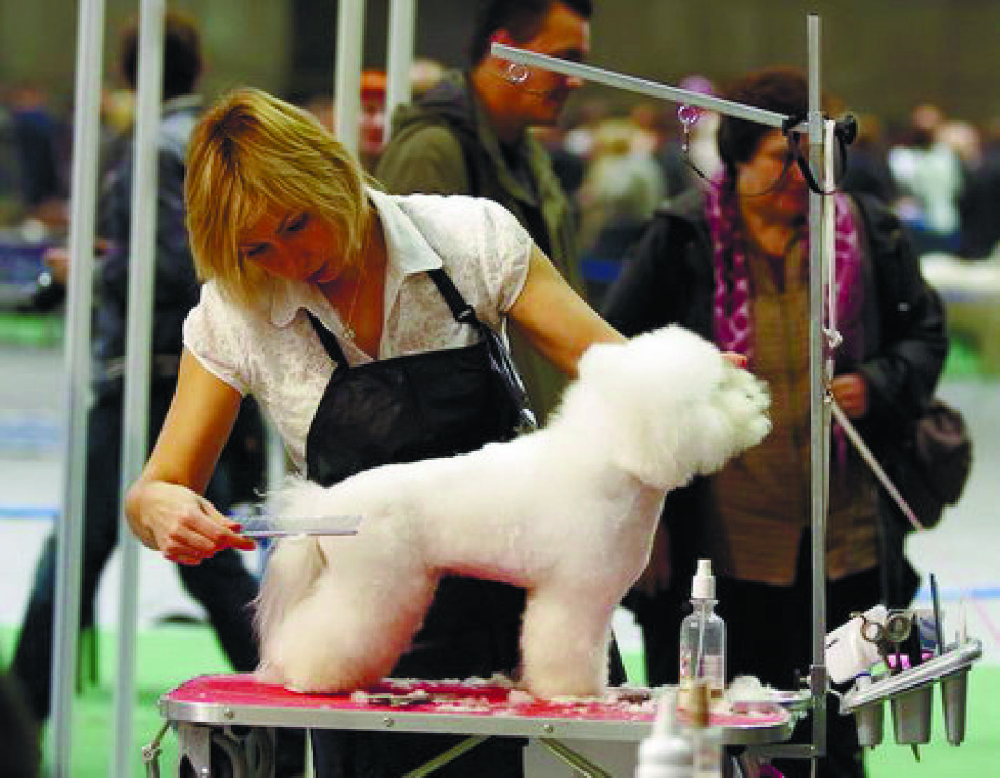 Грумер: что это за профессия, как обучиться работе грумером, сколько зарабатывает парикмахер для собак и других животных