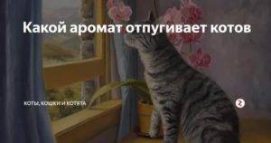 8 эффективных средств, чем обработать место где гадит кошка
