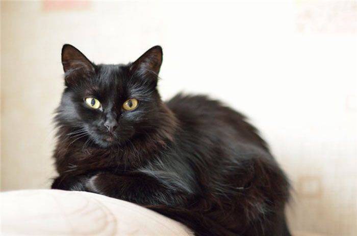 Йоркская шоколадная кошка: описание породы и характера