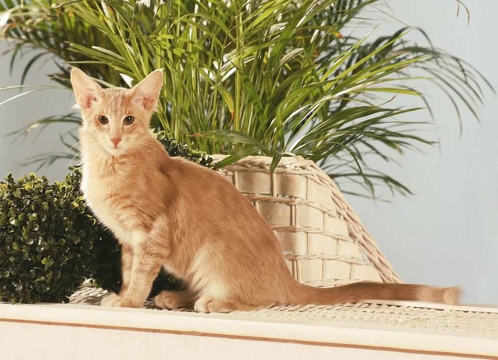 Яванская кошка