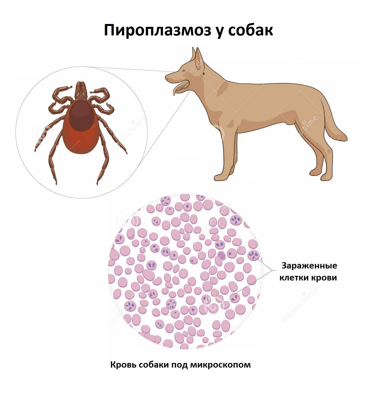 Паразитарные заболевания животных и их профилактика