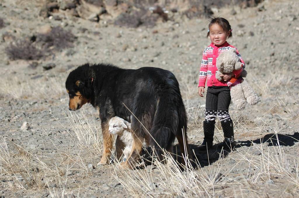Уникальная монгольская овчарка – банхар