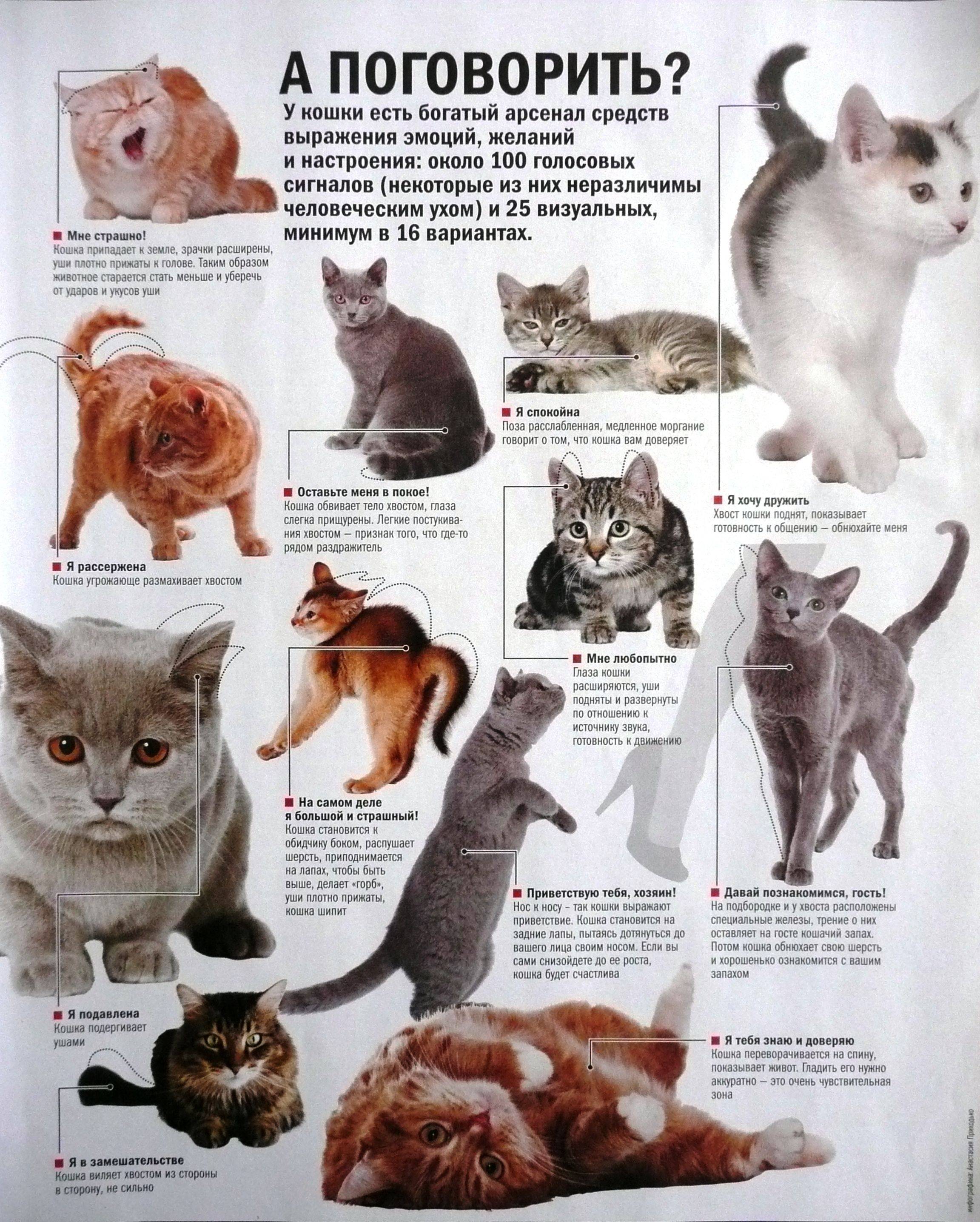 О чем говорят кошки: изучаем язык тела питомца, чтобы лучше его понимать
