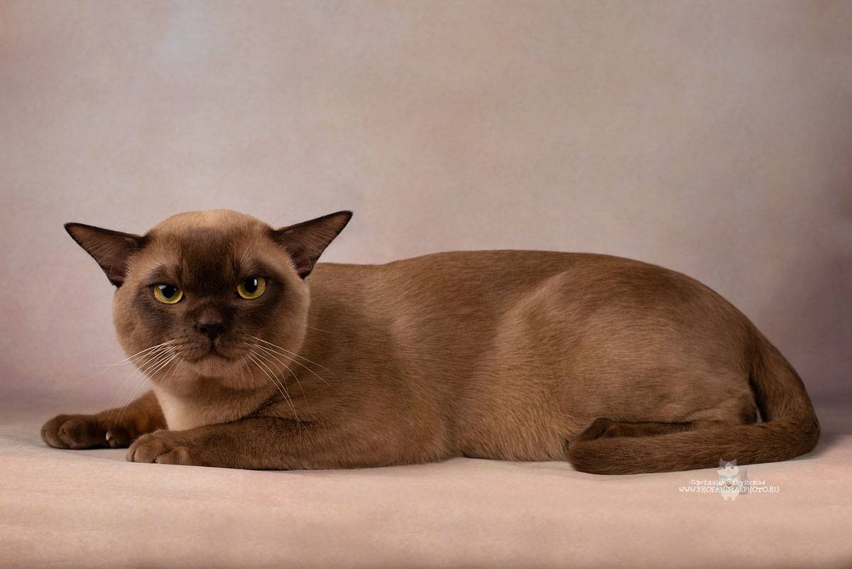 Бурманская кошка: все о кошке, фото, описание породы, характер, окрас, цена, отзывы