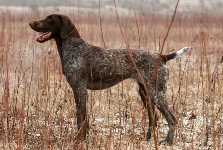 Собака курцхаар: фото, стандарт породы и описание характера, особенности содержания и питания