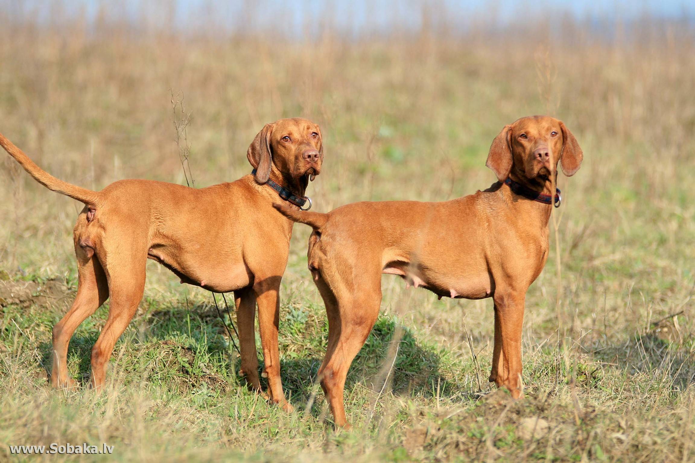 Порода собак венгерская выжла - описание, характер, характеристика, фото венгерских выжл и видео, цена