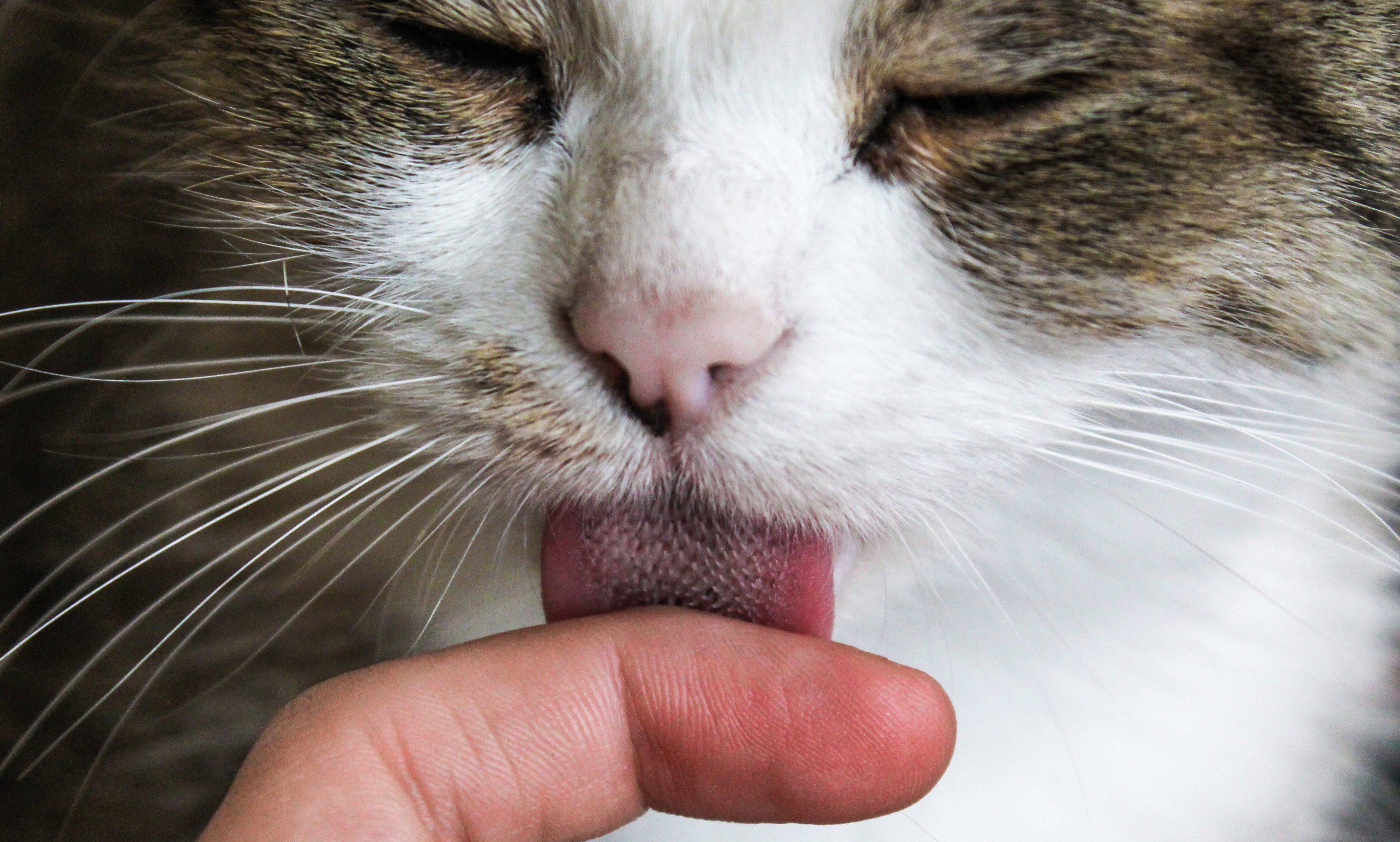 5 привычек хозяев котов, которые заставляют нервничать их домашних питомцев