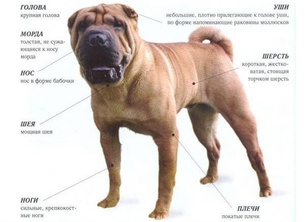 Собака шарпей: описание породы, характеристика, существующие виды, все окрасы, уход и содержание