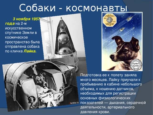 Лайка (собака-космонавт)