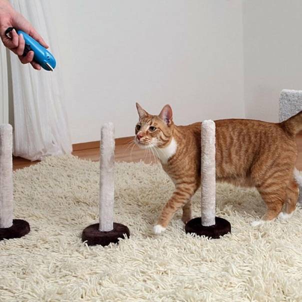 Как правильно дрессировать кота и кошку в домашних условиях — практические советы и рекомендации