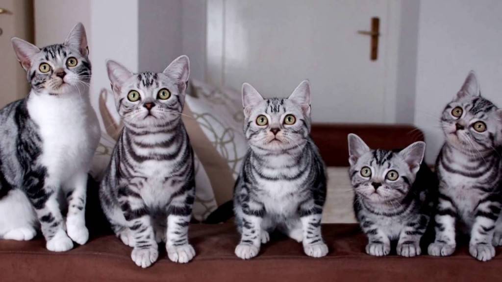Европейская короткошёрстная кошка: описание характера и внешности, уход за питомцем и его содержание, фото кота