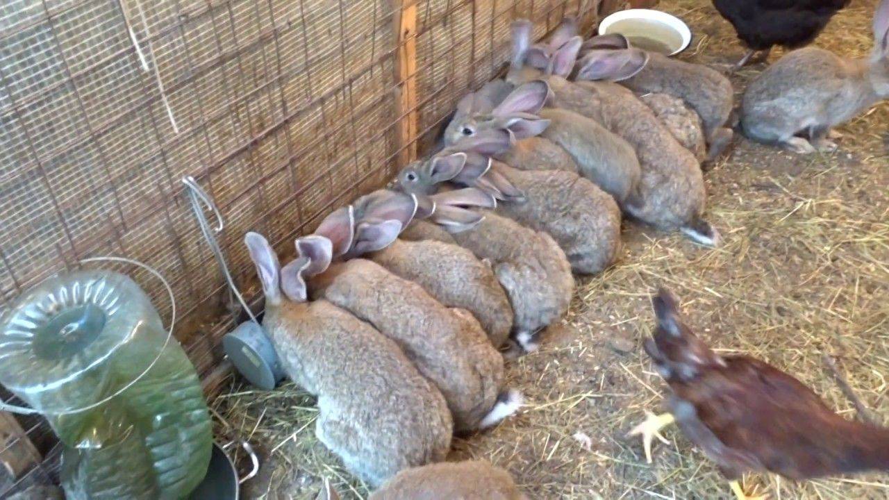 Разведение кроликов: видео инструкция и советы как организовать ферму + 120 фото