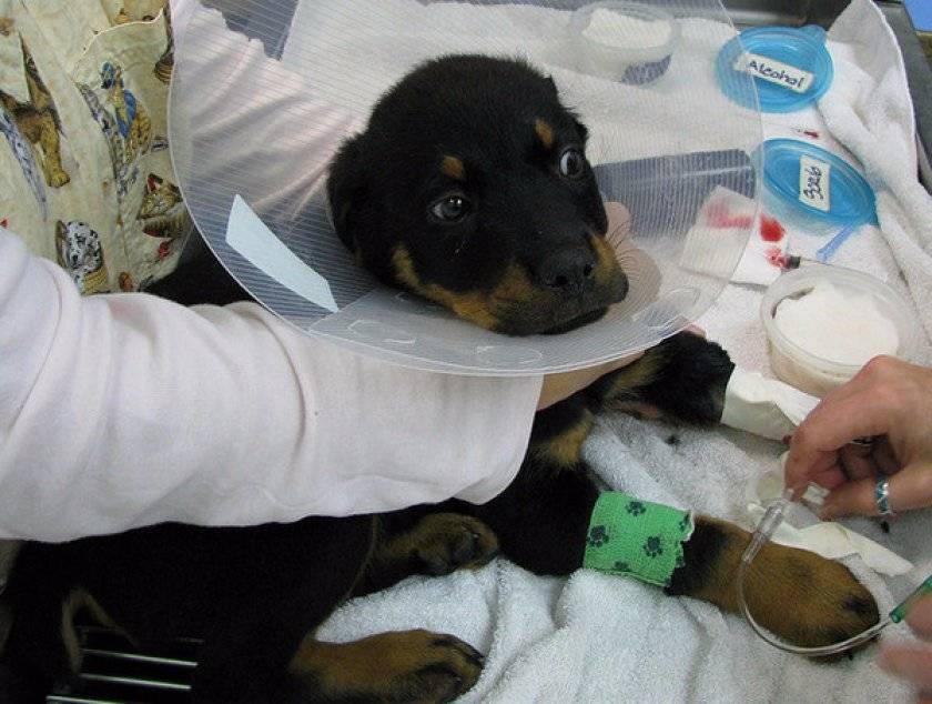 Круглосуточная ветеринарная клиника в подольске. вирусный энтерит у собак - симптомы и лечение