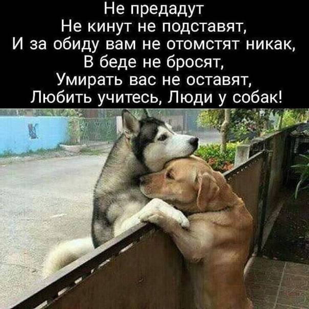 В беде не бросят. Топ-6 пород собак, для которых верность важнее всего