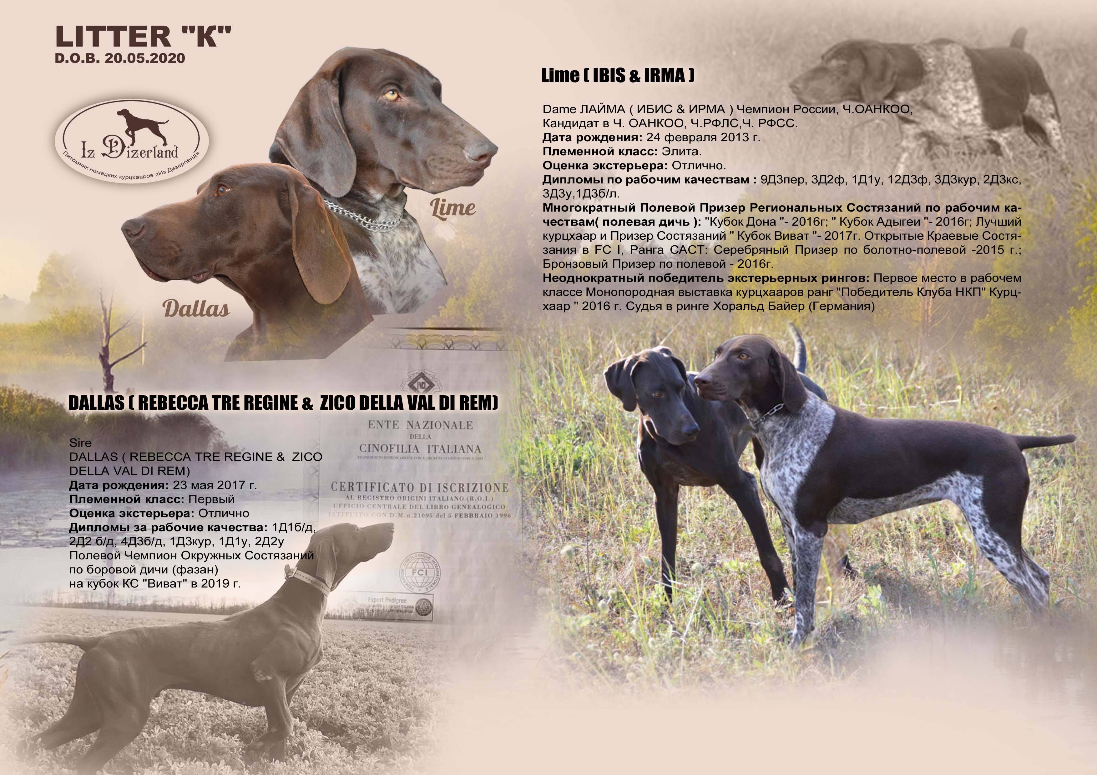 Курцхаар: фото и видео, полное описание породы собаки, цены