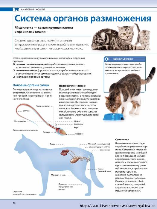 Мурчащий бизнес: как создать питомник для кошек