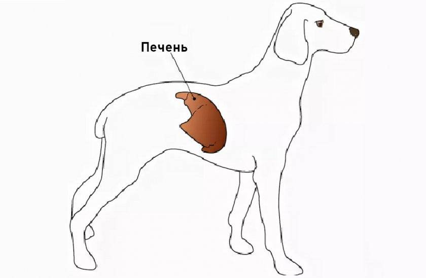 Печёночный шунт у собак. Портосистемный шунт у собак. Портальный шунт у собак.