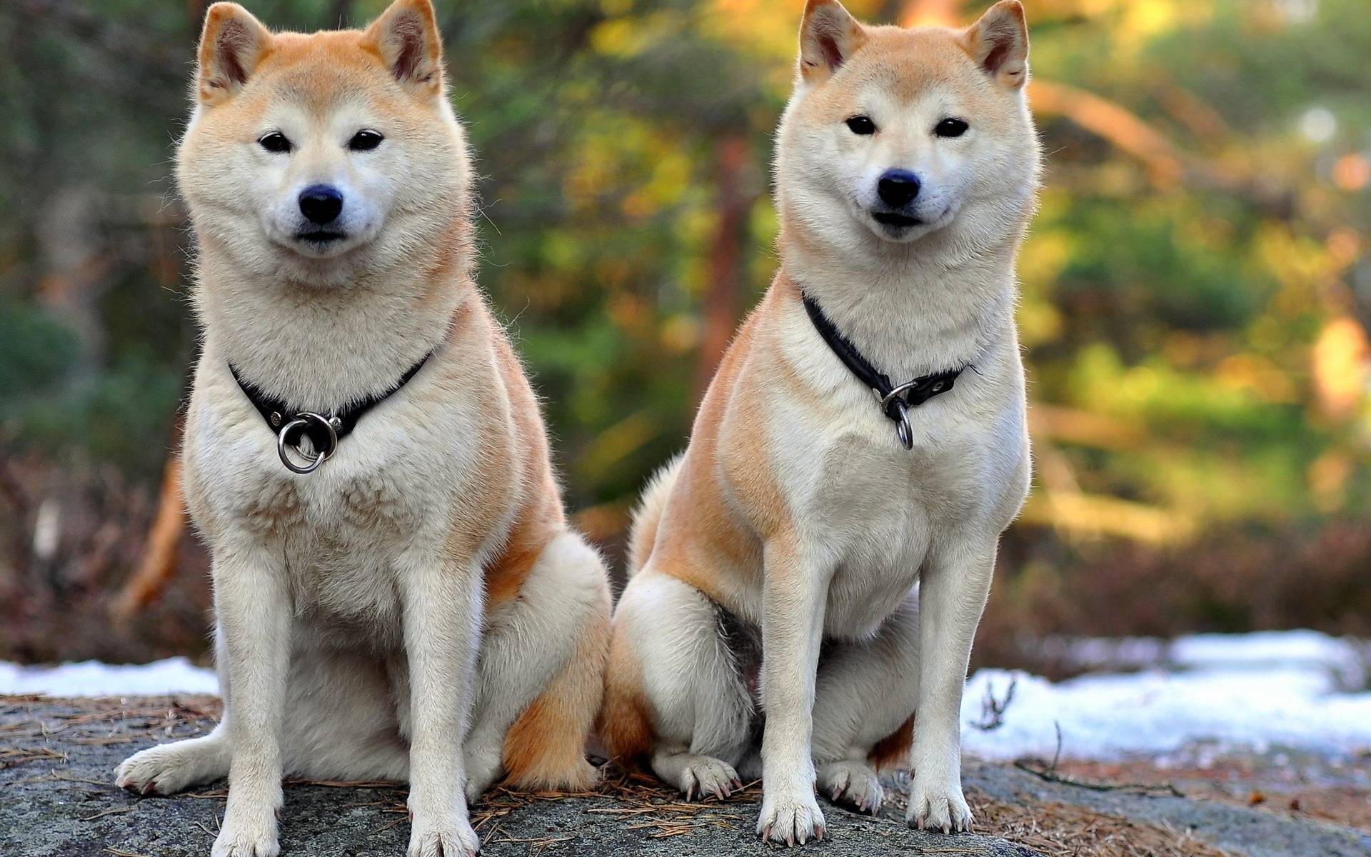 Вес и размеры акита-ину: рост взрослой собаки в холке, сколько весит питомец в 2 месяца и как развивается щенок по месяцам