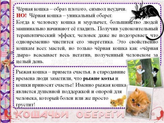 Народные приметы про кошек