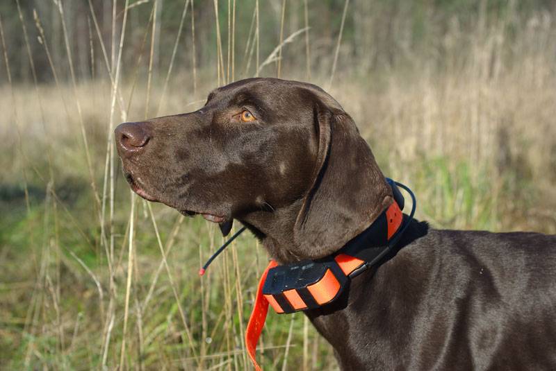 Gps-трекер для собаки: «умные» ошейники с навигатором для охотничьих собак. рейтинг лучших производителей